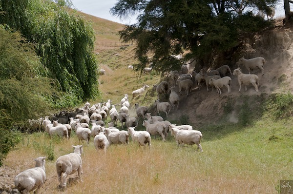 NewZealand 09 10  087